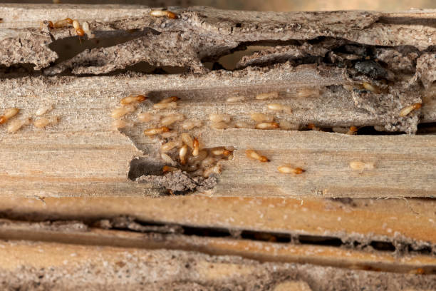 Best Insect Control  in Centerfield, UT