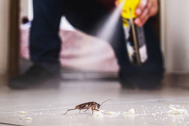 Best Termite Control Services  in Centerfield, UT